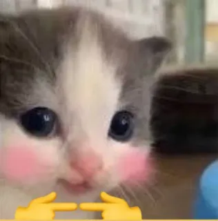 🐱 Katze, Kätzchen, süß, Tier, Meme whatsapp sticker