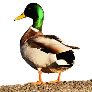 🦆 утка, птица, животное, кряква, природа telegram sticker