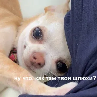 🙂 ну что, как там твои шлюхи? pies, chihuahua, zwierzę domowe, zwierzę, obraźliwy, rosyjski telegram sticker
