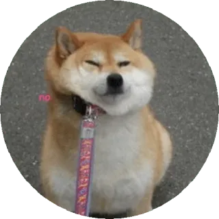 😖 no 개, 시바견, 아니오, 동물, 애완동물 telegram sticker