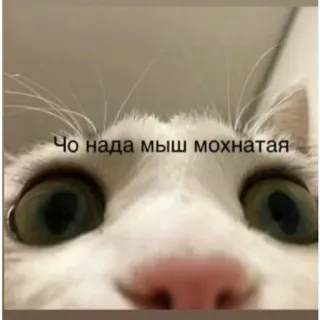 🙄 Чо нада мыш мохнатая kot, mem, śmieszne, zwierzę, zwierzak, zbliżenie, rosyjski telegram sticker