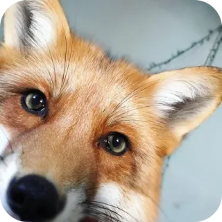 👁 telegram sticker
