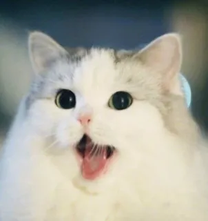 🤭 кот, смешной, удивленный, милый, животное, питомец, мем telegram sticker