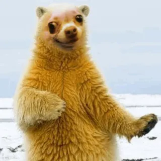 🐻 bear, animal, wildlife telegram sticker