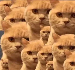 🐈 chat, chats, chat roux, mignon, animal, animaux de compagnie, chaton whatsapp sticker