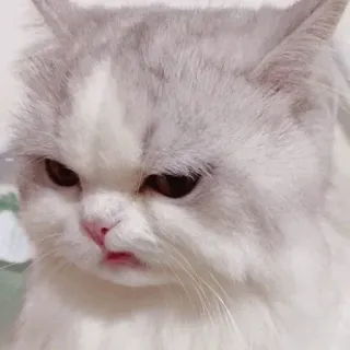 🐈 kat, boos, meme, schattig, huisdier telegram sticker