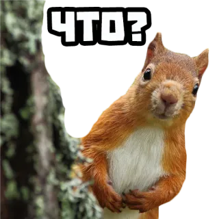 ❓ ЧТО? squirrel, animal, cute, question telegram sticker