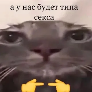 😔 а у нас будет типа секса 猫, 表情包, 搞笑, 文字, 俄语 telegram sticker
