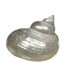 🐚