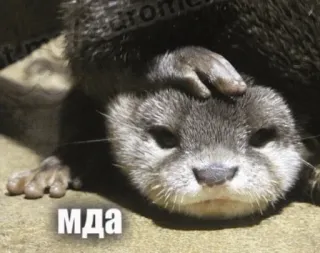😒 мда otter, animal, cute, mammal telegram sticker