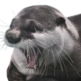 😱 выдра, животное, дикая природа, млекопитающее, милый, калан, речная выдра telegram sticker