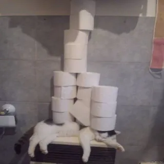 🐱 gato, papel higiénico, gracioso, animales, pila, humor telegram sticker