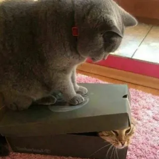 😂 chats, animaux, animaux domestiques, boîte, animaux de compagnie, félins telegram sticker