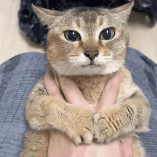 🐾 猫, 动物, 宠物, 可爱, 搞笑, 梗 telegram sticker