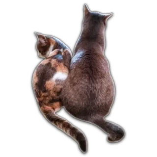 💞 katzen, tiere, haustier, katzenartig, süß, aufkleber, häuslich telegram sticker