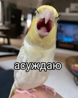🙊 асуждаю นก, กรีดร้อง, ค็อกคาเทล, นกแก้ว, โกรธ telegram sticker