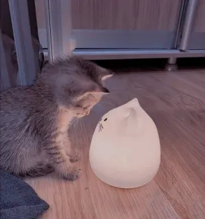 💡 Katze, Kätzchen, Licht, Lampe, Spielzeug telegram sticker