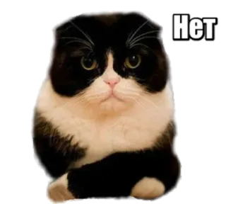 👎 Нет cat, russian, no, cute, meme telegram sticker