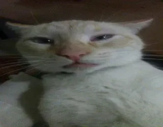 😒 chat, animal, animal de compagnie, chat domestique, chat blanc, visage telegram sticker