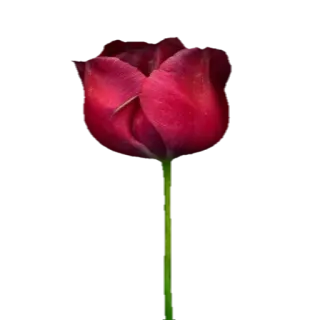 🌹 Blume, Tulpe, Rot, Pflanze, Natur, Blüte telegram sticker