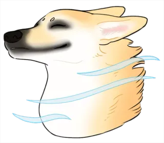 💨 anjing, hewan, lucu, meme, lucu telegram sticker