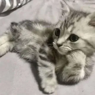 😂 子猫, 猫, 動物, ペット, かわいい, 灰色, 飼い猫 whatsapp sticker