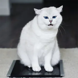 😣 gato, animal, fofo, animal de estimação, gato branco, balança telegram sticker