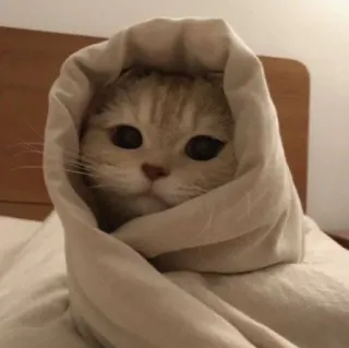 🫶 cat, kitten, blanket, cute, animal, pet telegram sticker