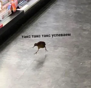 🏃‍♀️ такс такс такс успеваем นก, วิ่ง, รีบ, ภาษี, ข้อความ telegram sticker
