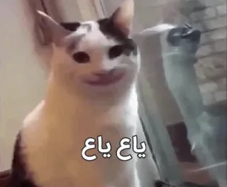 😃 ياع ياع cat, meme, funny, arabic telegram sticker