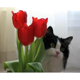 🌹 gato, flores, tulipanes, blanco y negro, mascota telegram sticker