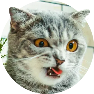 😖 cat, angry, hissing, gray, animal, pet, domestic, feline telegram sticker