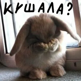 🐰 КУШАЛА? lapin, mignon, animal, question, nourriture whatsapp sticker