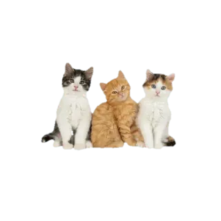 🐈 แมว, ลูกแมว, สัตว์, น่ารัก, สัตว์เลี้ยง, สัตว์ตระกูลแมว telegram sticker