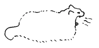 🤍 кот, животное, домашнее животное, стикер, белый, черный telegram sticker