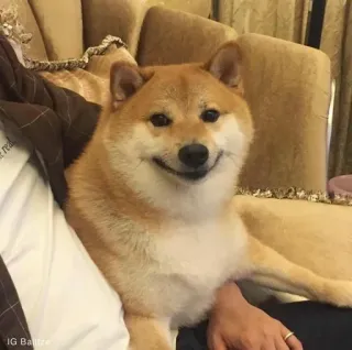 ❤️ IG: Balltree dog, shiba inu, animal, pet, cute, doge telegram sticker
