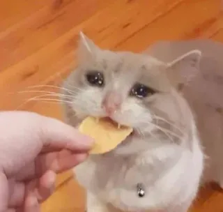 😋 gato, chorando, meme, lanche, comida, gato triste, batata frita, animal de estimação telegram sticker
