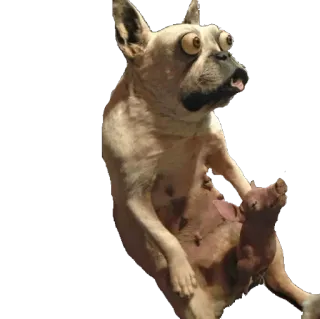 🐶 chien, animal, drôle, bizarre, yeux whatsapp sticker