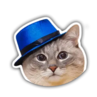 🤠 gato, sombrero, azul, pegatina, animal whatsapp sticker