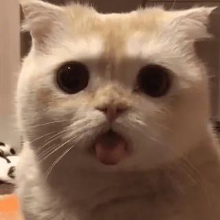 😛 chat, animal, animal de compagnie, mignon, drôle, mème telegram sticker