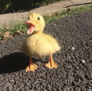 🌟 patito, bebé pato, lindo, animal, amarillo, pájaro telegram sticker