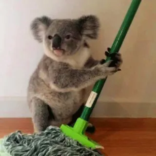 🐨 koala, animal, cute, cleaning, mop, domestic, housekeeping telegram sticker