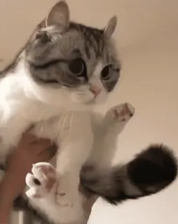 😜 猫, 可愛い, ペット, 動物, 子猫 telegram sticker