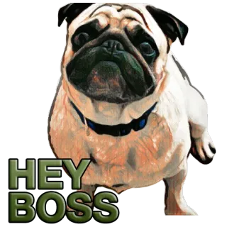 😋 HEY BOSS 퍼그, 강아지, 보스, 헤이 보스, 동물, 애완 동물 telegram sticker