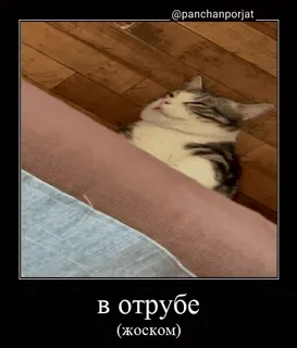 😴 в отрубе (жоском) cat, sleeping, russian, text, meme telegram sticker