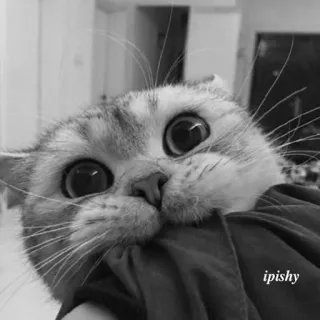 🕸 ipishy 猫, 小猫, 宠物, 动物, 可爱, 家猫 telegram sticker