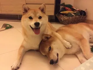 😁 anjing, hewan, shiba inu, binatang peliharaan whatsapp sticker