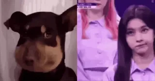 🤩 hond, idool, kpop, grappig, dieren, meme telegram sticker