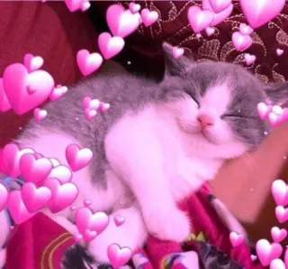 🥰 gato, gatinho, corações, rosa, fofo, animal telegram sticker
