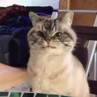 😡 gatto, animale, animale domestico, felino, meme telegram sticker